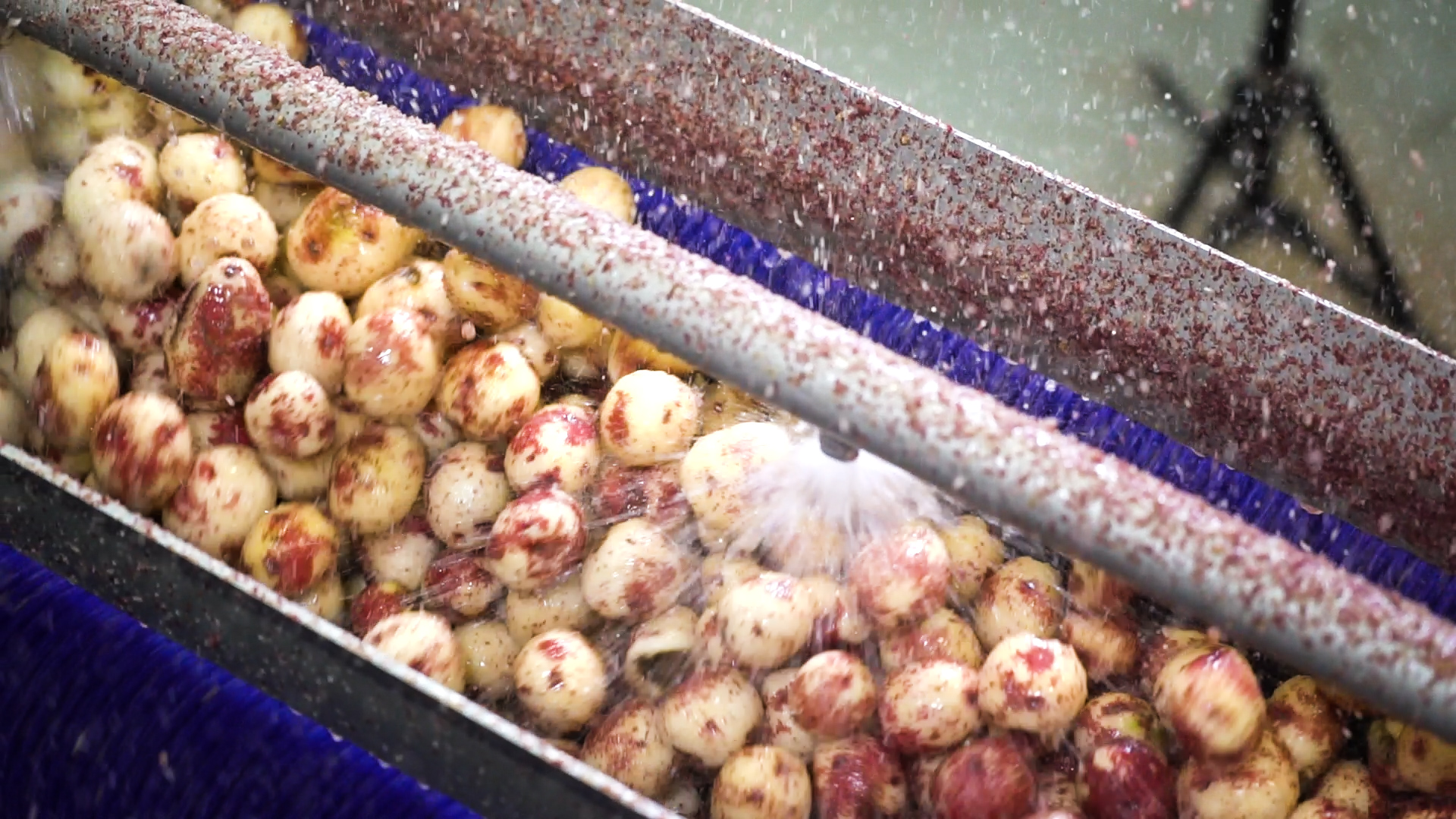 Vanmark's industrial potato processing equipment in action peeling potatoes