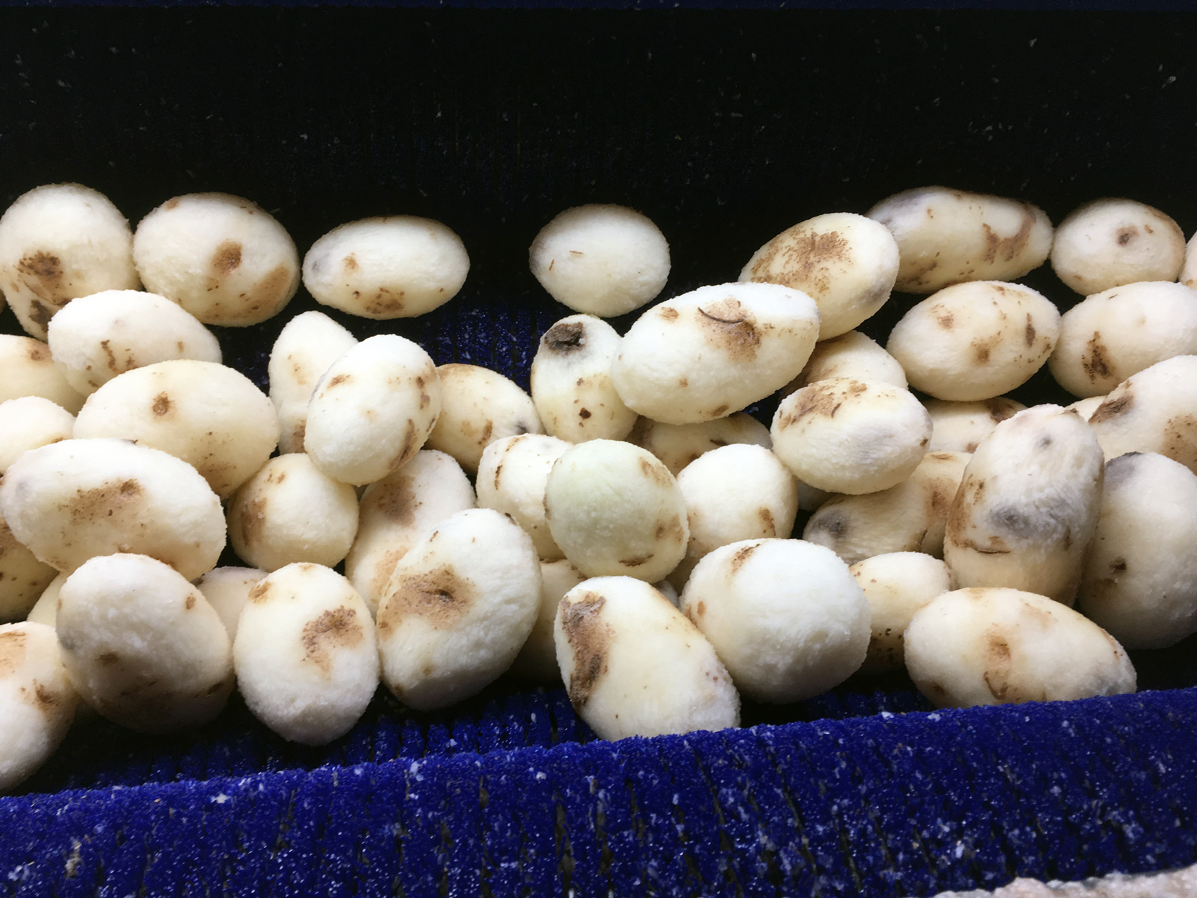 peeled potatoes on a potato processing line peeled potatoes on a potato processing line