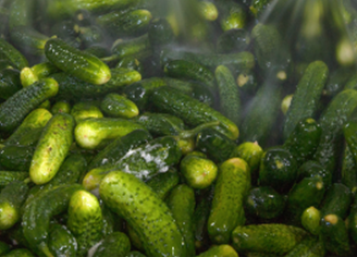 A batch of cucumbers being washed.