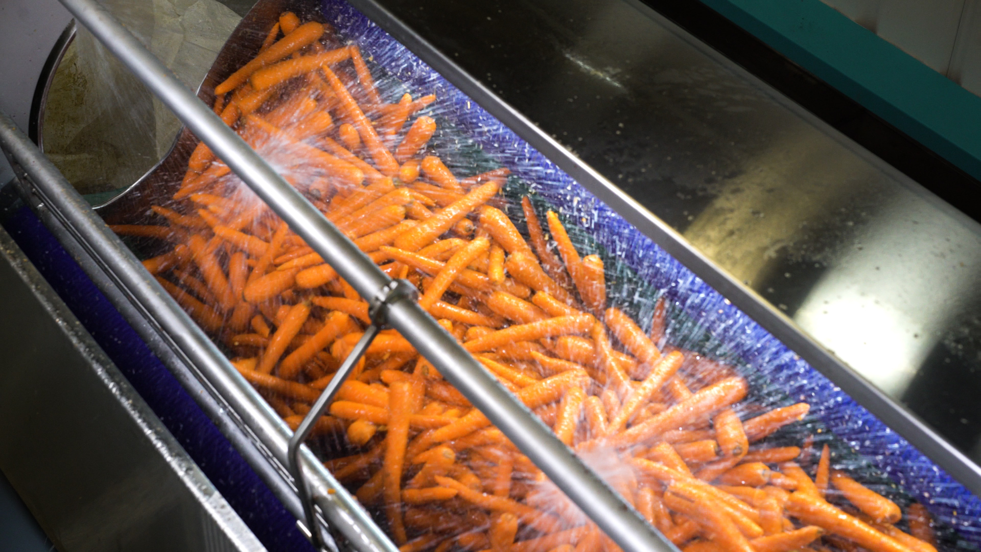 Carrots getting washed in an abrasive washer machine