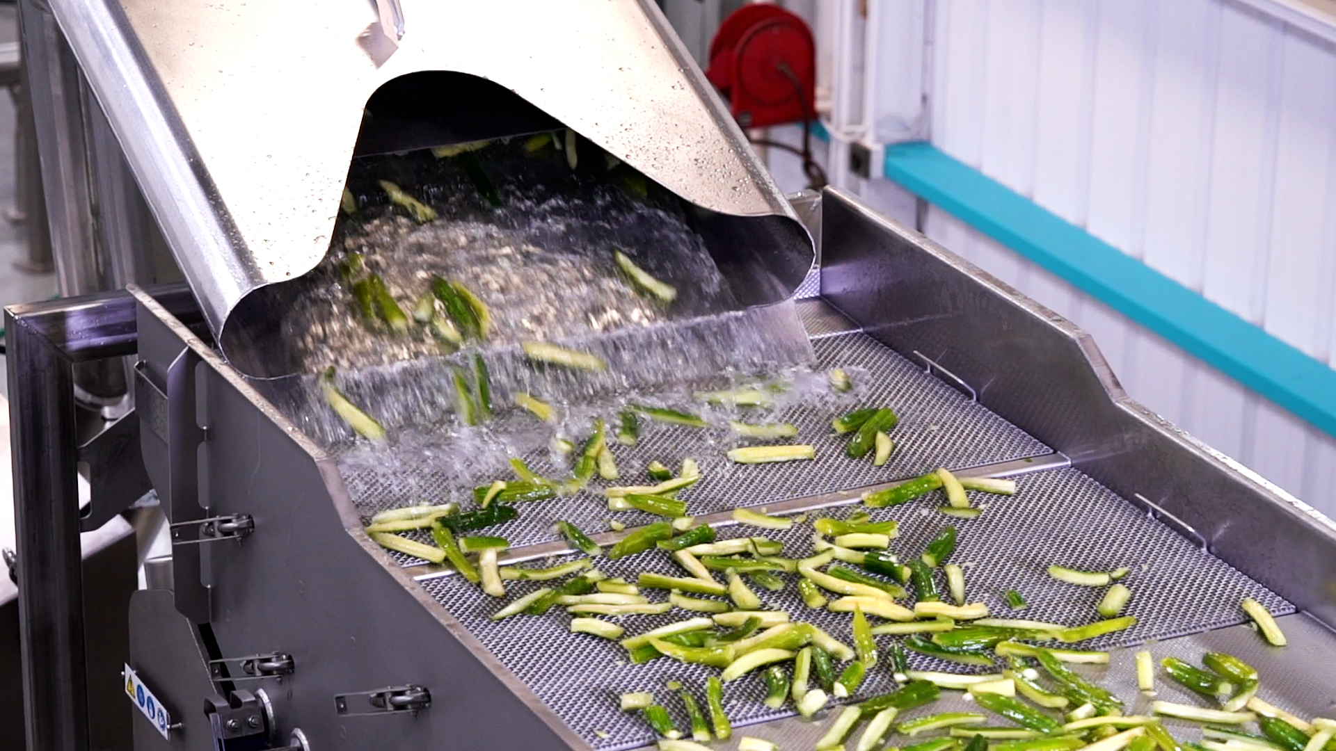 A large batch of cucumbers being washed.