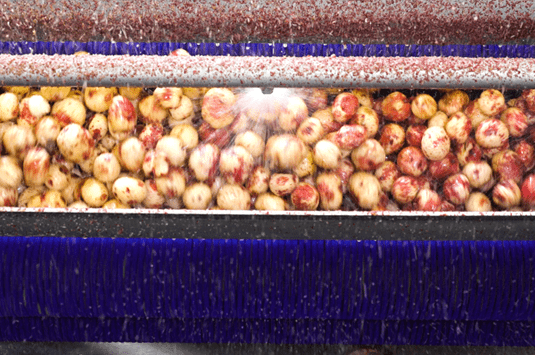 Potatoes going through a Vanmark industrial peeling machine. 